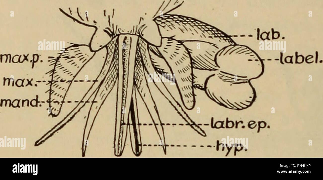 . Parassiti animali e malattia umana. Medical parassitologia; insetti come vettori della malattia. 486 Altri succhiare sangue mosche. Fig. 225. Apparato boccale di un tabanid; hyp. ipofaringe; lab., labium; etichetta., labelluni labr. ep., labrum-epipharynx; me., mandibola max., mascella; max. p., mascellare palpus. deliberato e persistente nella loro alimentazione e non sono facilmente dis- turbed quando hanno iniziato a succhiare il sangue. Il torace è relativamente lunghi e le ali sono vaste e si svolgono generalmente in corrispondenza di un ampio angolo rispetto al corpo, come mostrato in Fig. 227. La marcatura delle ali di solito danno il mezzo più semplice Foto Stock