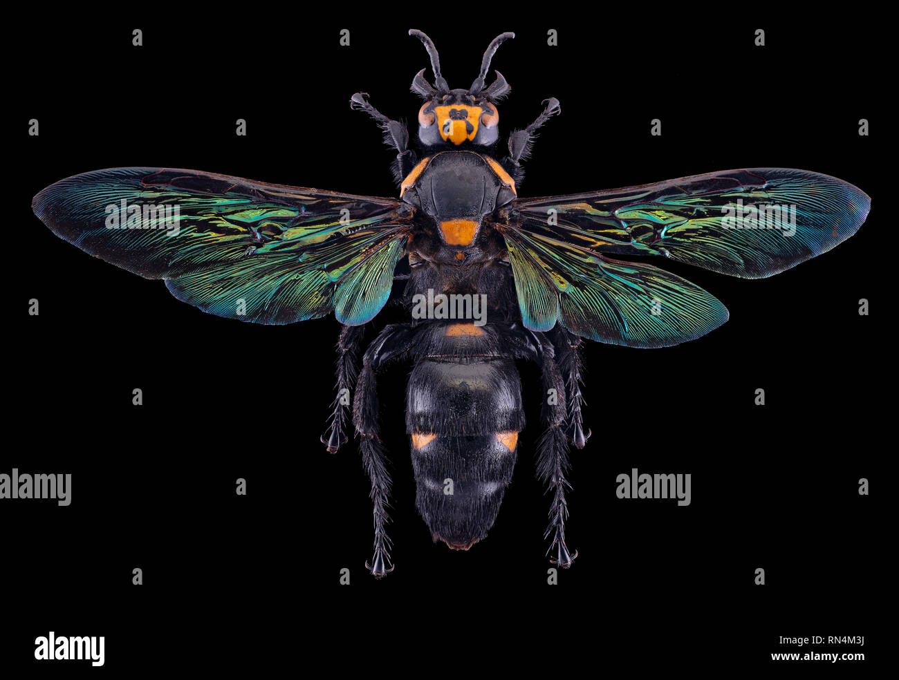 Giant Scoliid Wasp - Megascolia procer javanensis, Indonesia Foto Stock