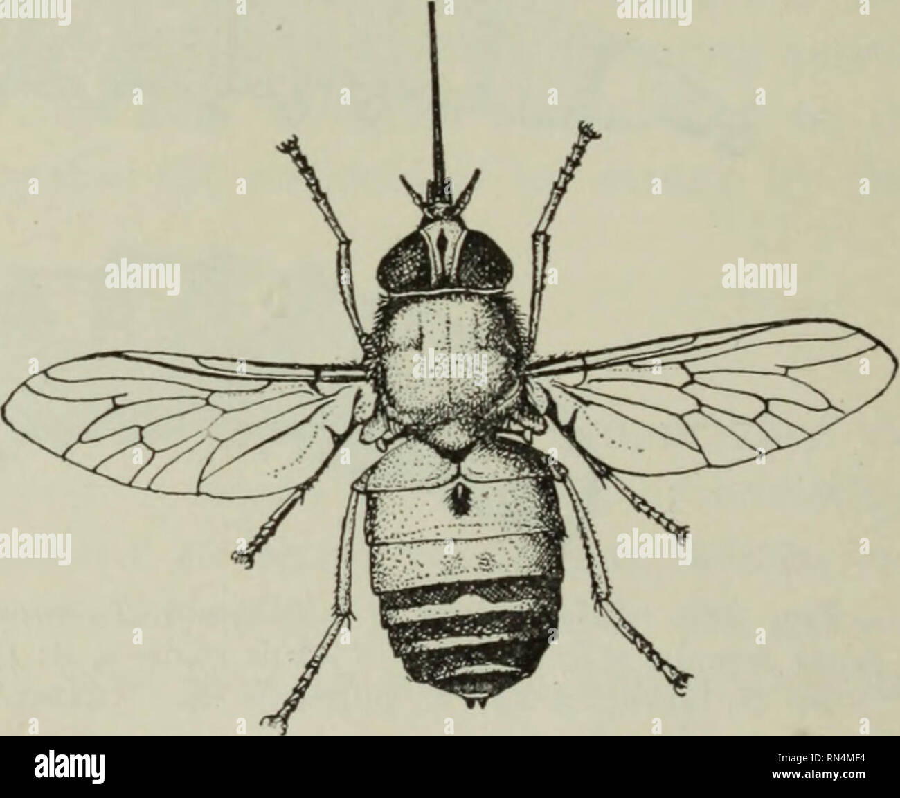 . Parassiti animali e malattia umana. Parassiti; medico di parassitologia; insetti come vettori della malattia. labr. ep. hyp. Fig. 225. Apparato boccale di un tabanid; hyp., ipofaringe; lab., labium; etichetta., labellum; labr. ep., labrum-epipharynx; me., mandibola; max., mascella; max. p., mascellare palpus. deliberato e persistente nella loro alimentazione e non sono facilmente dis- turbed quando hanno iniziato a succhiare il sangue. Il torace è relativamente lunghi e le ali sono vaste e si svolgono generalmente in corrispondenza di un ampio angolo rispetto al corpo, come mostrato in Fig. 227. La marcatura delle ali di solito danno il mezzo più facile per Foto Stock