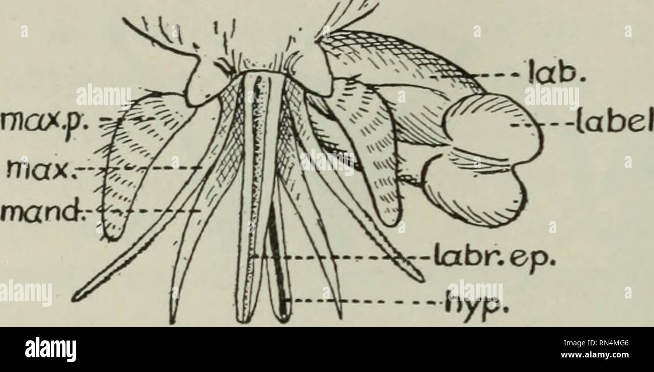 . Parassiti animali e malattia umana. Parassiti; medico di parassitologia; insetti come vettori della malattia. 486 Altri succhiare sangue mosche. labr. ep. hyp. Fig. 225. Apparato boccale di un tabanid; hyp., ipofaringe; lab., labium; etichetta., labellum; labr. ep., labrum-epipharynx; me., mandibola; max., mascella; max. p., mascellare palpus. deliberato e persistente nella loro alimentazione e non sono facilmente dis- turbed quando hanno iniziato a succhiare il sangue. Il torace è relativamente lunghi e le ali sono vaste e si svolgono generalmente in corrispondenza di un ampio angolo rispetto al corpo, come mostrato in Fig. 227. La marcatura delle ali di noi Foto Stock