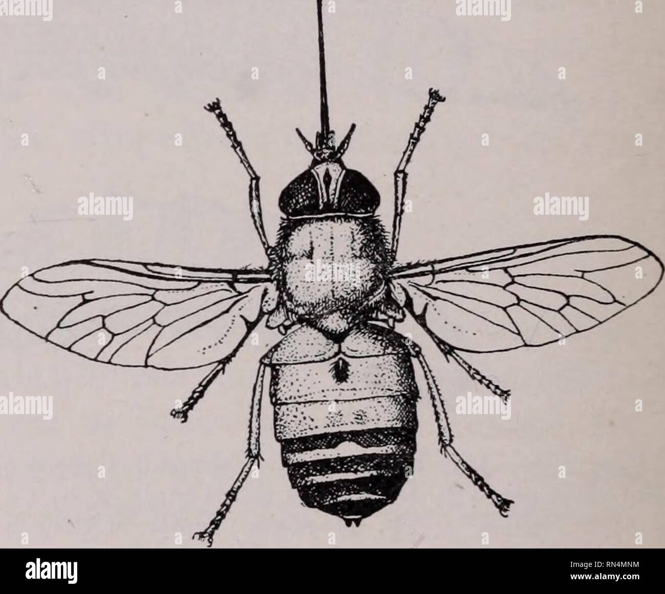 . Parassiti animali e malattia umana. Insetti vettori; parassiti; malattie parassitarie; medico di parassitologia; insetti come vettori della malattia. --Labr.ep. ------- Hyp. Fig. 225. Apparato boccale di un tabanid; hyp. ipofaringe; lab., labium; etichetta., labellum labr. ep., labrum-epipharynx; me., mandibola max., mascella; max. p., mascellare palpus. deliberato e persistente nella loro alimentazione e non sono facilmente dis- turbed quando hanno iniziato a succhiare il sangue. Il torace è relativamente lunghi e le ali sono vaste e si svolgono generalmente in corrispondenza di un ampio angolo rispetto al corpo, come mostrato in Fig. 227. La marcatura del w Foto Stock