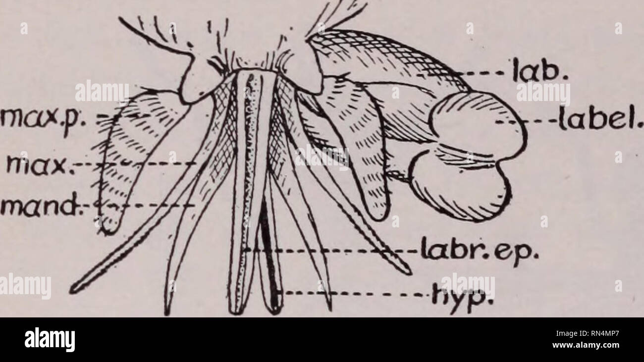 . Parassiti animali e malattia umana. Insetti vettori; parassiti; malattie parassitarie; medico di parassitologia; insetti come vettori della malattia. 486 Altri succhiare sangue mosche. --Labr.ep. ------- Hyp. Fig. 225. Apparato boccale di un tabanid; hyp. ipofaringe; lab., labium; etichetta., labellum labr. ep., labrum-epipharynx; me., mandibola max., mascella; max. p., mascellare palpus. deliberato e persistente nella loro alimentazione e non sono facilmente dis- turbed quando hanno iniziato a succhiare il sangue. Il torace è relativamente lunghi e le ali sono vaste e si svolgono generalmente in corrispondenza di un ampio angolo rispetto al corpo, come mostrato nella Foto Stock