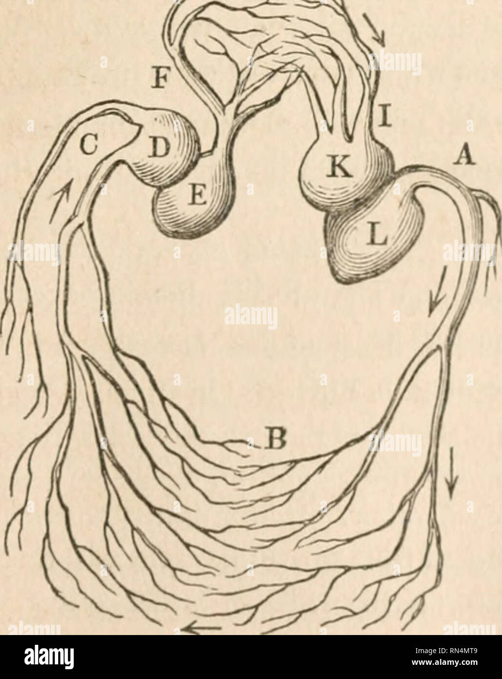 . Animale e fisiologia vegetale, considerato con riferimento alla teologia naturale. Biologia e fisiologia; la fisiologia vegetale; teologia naturale. A SANGUE CALDO DI CIRCOLAZIONE. 199 In lucertola rettili, la struttura diventa ancora più complicata. In il camaleonte ciascun orecchio del cuore presenta un grande seno venoso, che appaiono come due orecchiette supplementare.'* Il cuore del coccodrillo non ha solo due au- ricles, ma il suo ventricolo è diviso in due partizioni, in tre camere: ciascuna delle partizioni è forata per permettere una libera comunicazione tra le camere e il pas- saggi sono così adj Foto Stock