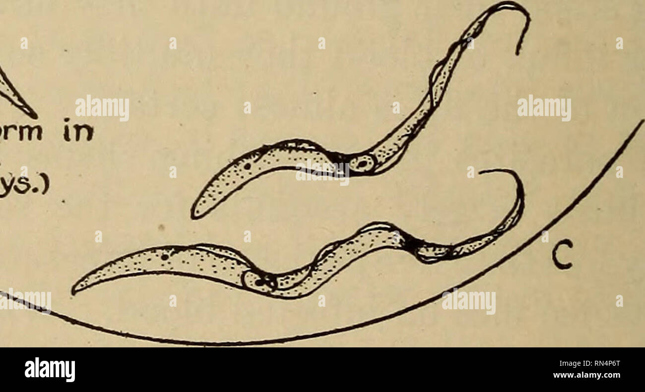 . Parassiti animali e malattia umana. Medical parassitologia; insetti come vettori della malattia. Forme a metà gut u dopo pasto infettive). salivari aland. (I2thto20^dgys.). Lungo forme slanciate In proventriculus. (Circa I0*15 hto * * giorni) Fig. 21. Storia di vita di Trypanosoma gambiense. X 1500. (Costruito da figure da Miss Robertson.), che molto si assomigliano i parassiti nel sangue di vertebrati (Fig. 21E) e che ora sono in grado di infettare un ospite vertebrato. Tutto il ciclo in fly solitamente occupa da venti a trenta giorni. Secondo Kinghorn e Yorke il tempo richiesto per l. Si prega di notare che t Foto Stock
