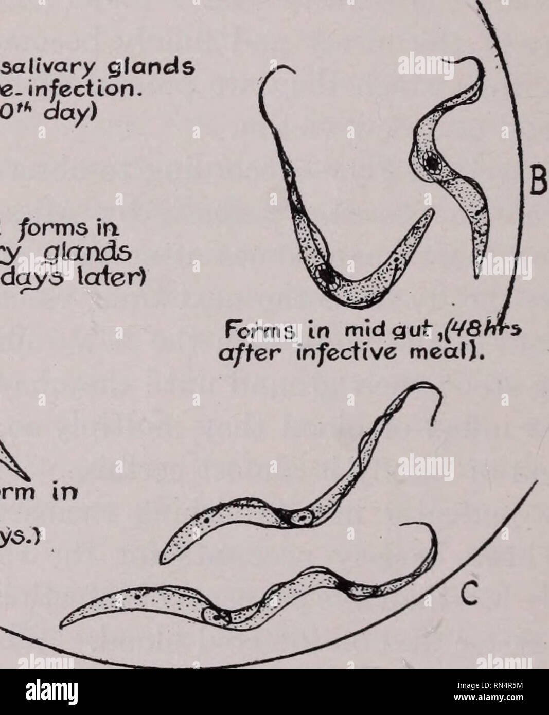 . Parassiti animali e malattia umana. Insetti vettori; parassiti; malattie parassitarie; medico di parassitologia; insetti come vettori della malattia. Forme Crithidial. alands salivare (2. o v? Giorni dopo) newjy arrivati forma in nd. •Giorni lewiy arnvea jorm 5auvary aland. i2tho xx giorni.). Fig. 21. Lona forme slanciate In proventriculus. (Circa IO*htol5*Kdays) vita storia di Trypanosoma gambiense. X 1500. dalle figure da Miss Robertson.) (costruito quale molto si assomigliano i parassiti nel sangue di vertebrati (Fig. 21E) e che ora sono in grado di infettare un ospite vertebrato. Tutto il ciclo in Foto Stock