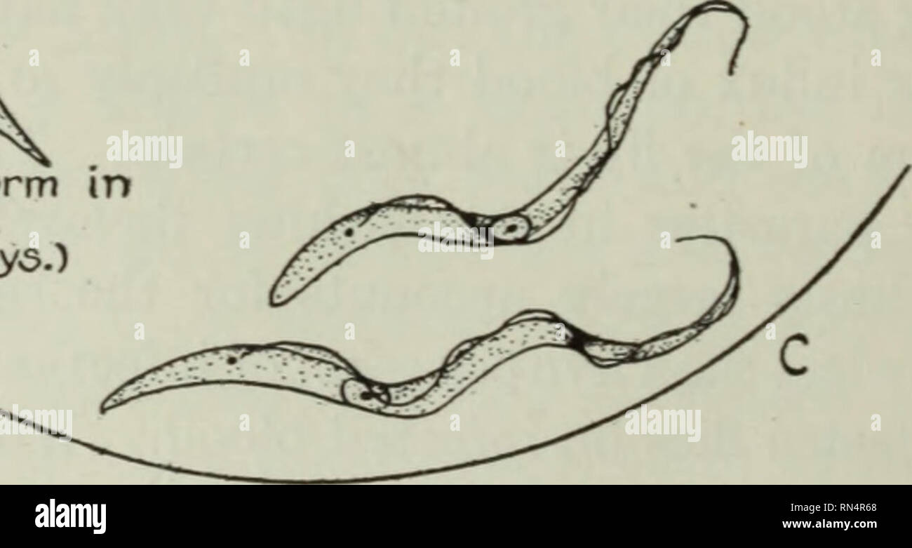 . Parassiti animali e malattia umana. Parassiti; medico di parassitologia; insetti come vettori della malattia. Forme a metà gut,(V8M dopo il pasto infettive).. Fig. 21. Appena arrivati in forma di Aland salivare. ( 12* A 20 * giorni.) Lona forme slanciate In proventriculus. (Circa iothtol5thdays) vita storia di Trypanosoma gambiense. X 1500. dalle figure da Miss Robertson.) (costruito quale molto si assomigliano i parassiti nel sangue di vertebrati (Fig. 21E) e che ora sono in grado di infettare un ospite vertebrato. Tutto il ciclo in fly solitamente occupa da venti a trenta giorni. Secondo Kinghorn e Yorke th Foto Stock