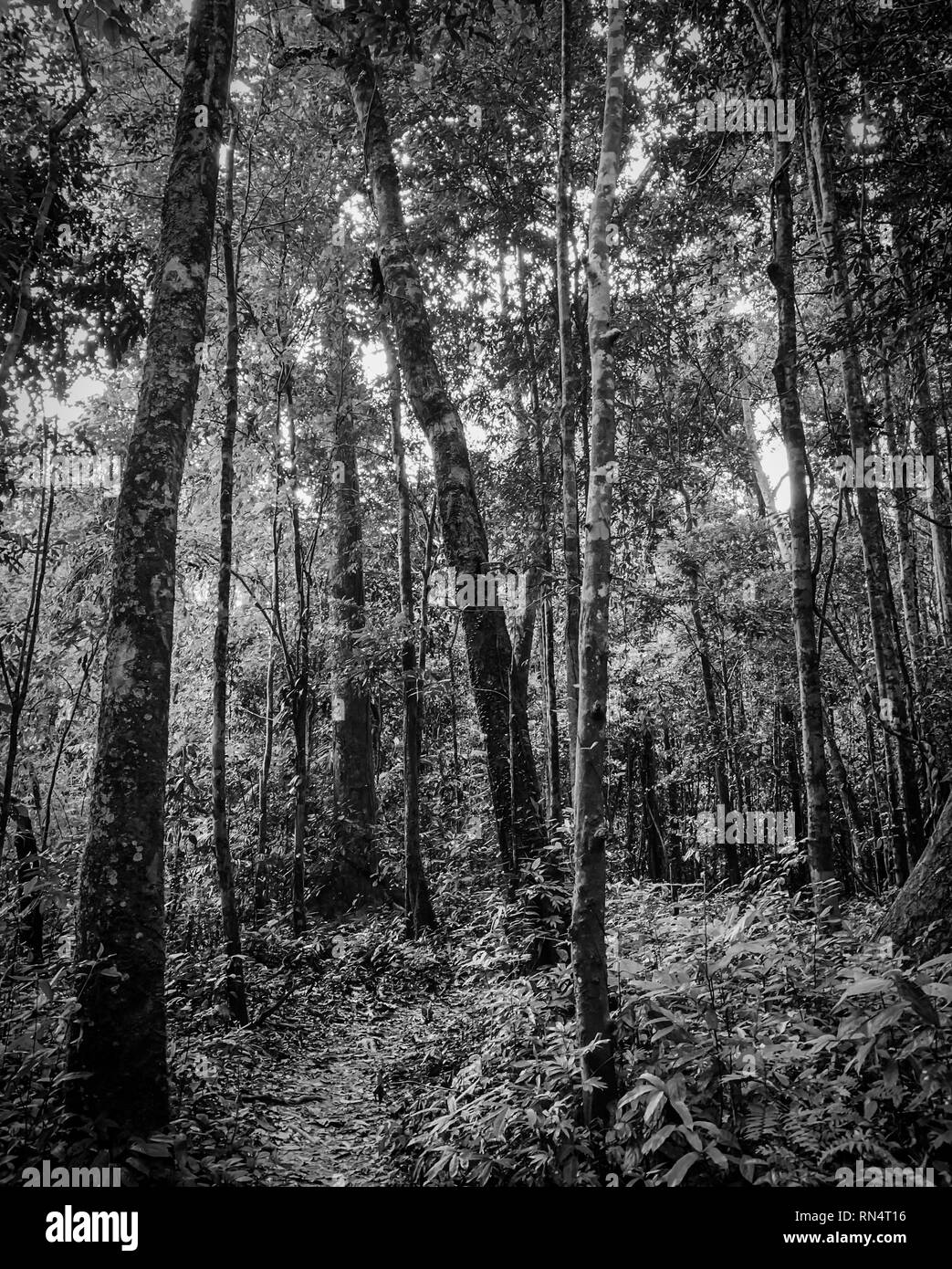 Immagine in bianco e nero della foresta e la passerella per il sentiero di meditazione o. Percorso naturale di boschi. Alti alberi della foresta. Ricoperta di foresta tropicale. Foto Stock