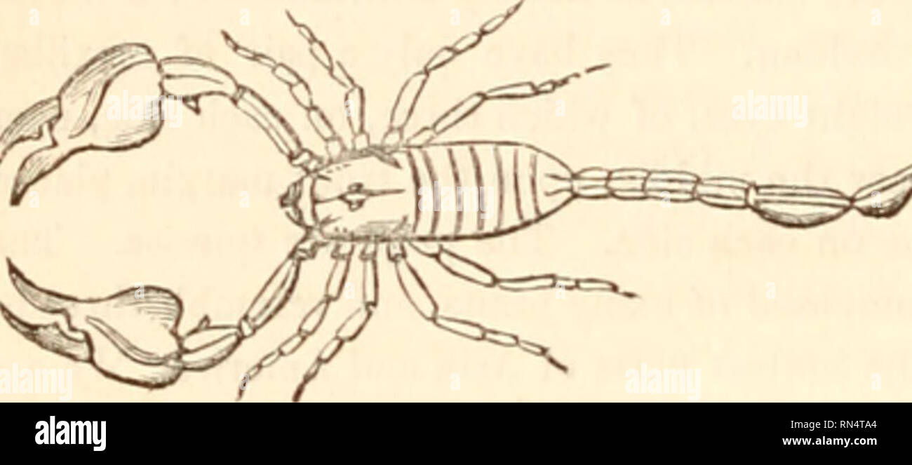 . Il regno animale, disposto dopo la sua organizzazione, formando una storia naturale di animali, e un'introduzione alla anatomia comparata. Zoologia. 466 4.RACHNIDA. minate. Ciascuno dei quattro seguenti segmenti ha una coppia di sacche polmonari e spiracles. Subito dopo il sesto segmento, l'addome è improvvisamente ristretta, i sei terminali giunti annodati a formare la coda. Il tarso sono simili, e 3-articolata con due terminali ungues. Le due corde nervoso in esecuzione dal cervello sono uniti in corrispondenza di in- tervals, formando sette ganglions, di cui il terminale quelli appartengono alla coda. Per ulteriori dettagli di t Foto Stock