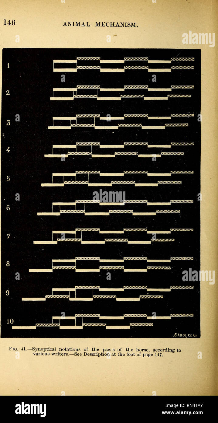 . Meccanismo di animale: un trattato sul terrestre e aërial locomozione. Locomozione animale; il volo. . Si prega di notare che queste immagini vengono estratte dalla pagina sottoposta a scansione di immagini che possono essere state migliorate digitalmente per la leggibilità - Colorazione e aspetto di queste illustrazioni potrebbero non perfettamente assomigliano al lavoro originale. Marey, Etienne-Jules, 1830-1904. New York, D. Appleton e co. Foto Stock