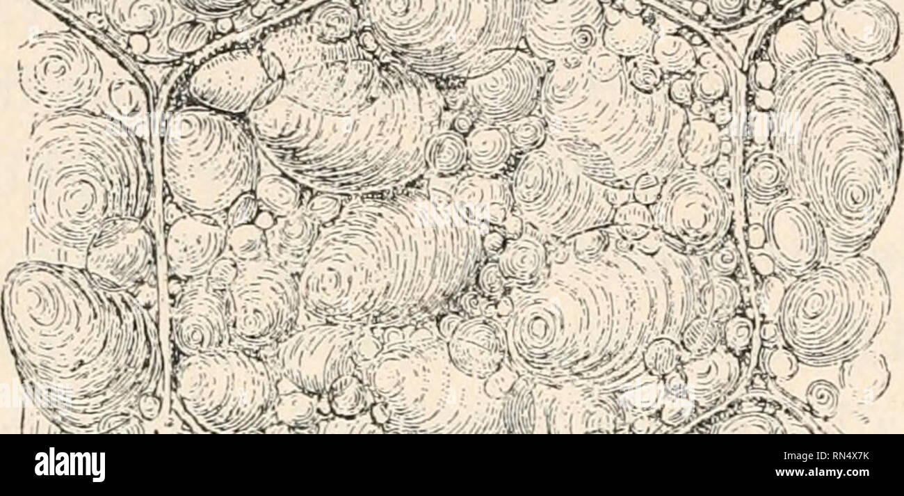 . Biologia animale; biologia umana. Le parti II &AMP; iii del primo corso di biologia. Biologia. Biologia umana si trova nel latte dolce. Lo zucchero d'uva è trovato nell'uva e miele; grani piccoli visto in uvetta sono costituiti da i rs ^ ^$^f,r^'- |J SE. ^$B^V"N * * T: :' :^^7j;ji?^^ X^^^"* > V >Vt, V'l I' .* " .* • "-' ' - - 5 H "io"^ . *&GT;"Io ..Il software fVf * '•X -'( fl^VYVft i i II ill ' fl è-- ..   -• ' I b : . - I :•* -T-V-'i - "m** >"; FIG. 88. -Un po' di patata, fortemente ingrandita, che mostra celle riempite con grani di amido. La cottura di burst queste cellule. Essere preparati artifi Foto Stock