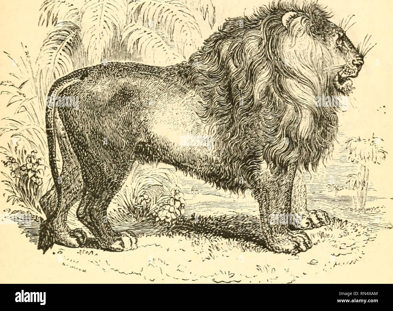 . La creazione animale: un popolare introduzione alla zoologia. Zoologia. DIGITIGRADE CARNIVOEA. 545 i suoi occhi lampeggiante; egli bares i suoi denti, e mostra il suo dorso-placcati lingua, al tempo stesso sporgendo i suoi artigli, che sono come lungo come un uomo del dito. La leonessa è bisognosi di una criniera; lei va con giovani di cinque mesi, e produce ma una covata nell'anno ; '^4. Fig. 469.-lion. Il suo whelps sono generalmente da due a quattro di numero; il padre li infermieri con grande assiduità e assiste il loro primo escursioni in cerca di prede. Il Royal Tiger Fdis tigri), il flagello dell India, è grande come Foto Stock