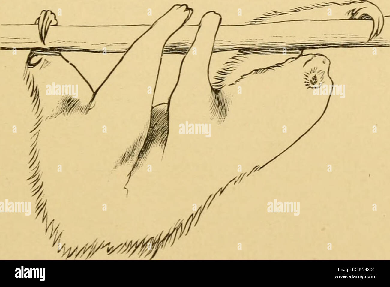 . Locomozione animale : il Muybridge lavoro presso la University of Pennsylvania : il metodo e il risultato. Muybridge, Eadweard, 1830-1904; cavalli; Locomozione animale; la fotografia istantanea. Wll'-'ho^lg^' mentre il supporto può essere diagonale, le arti che sono relativamente distanti più lontano o Più vicino insieme sono lateral. Così la deambulazione (Fig. 12 della serie.). V/^^*^^^ del bradipo è peculiare in aventi tutti e quattro i piedi "on" in uno Stao-e di movimento, mentre l'andatura è la normale disposizione dei piedini alternativo da diagonale.. Si prega di notare che queste immagini vengono estratte dalla pagina sottoposta a scansione immagini che Foto Stock