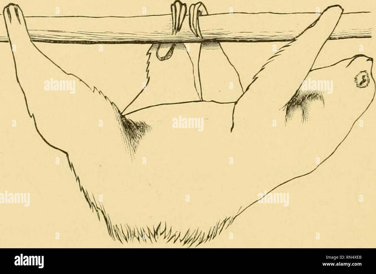 . Locomozione animale : il Muybridge lavoro presso la University of Pennsylvania : il metodo e il risultato. Muybridge, Eadweard, 1830-1904; cavalli; Locomozione animale; la fotografia istantanea. 82 materiali per un ricordo delle figg. 7 e 8 sono molto simili tra loro. Essi differiscono nel grado di rotazione verso l'estemo della zampa posteriore sinistra. Essa è più larga nella Fig. 8 di Fig. 7, e viene ruotato più lontano verso l'esterno. La testa di Fig. 8 è più vicino al fascio rispetto alla Fig. 7. Per conto della rotazione verso l'esterno, vedere p. 89. Nell'intervallo tra le Figg. 9 e 10 entrambe le zampe posteriori di sinistra e (Fig. 9 della serie.). (Fig. 10 DEL Foto Stock