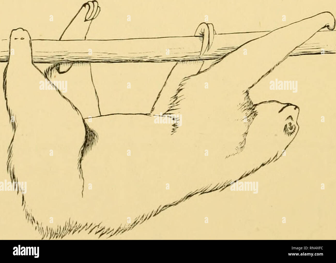 . Locomozione animale : il Muybridge lavoro presso la University of Pennsylvania : il metodo e il risultato. Muybridge, Eadweard, 1830-1904; cavalli; Locomozione animale; la fotografia istantanea. In Figg. 4 e 5 la sinistra arto anteriore è oscillata in avanti al di sopra del livello del pesce persico, e il diritto della zampa posteriore è " spento " e progetti (Fig. 5 della serie.). verso l'alto. In Fig. 6 Tutti gli arti sono di nuovo "A", come in Fig. 1. La ribalta sinistra e destra arto posteriore sono appena venuto "a". La posizione è mantenuta attraverso le figg. 7, 8 e 9.. Si prega di notare che queste immagini vengono estratte dalla scansione Foto Stock