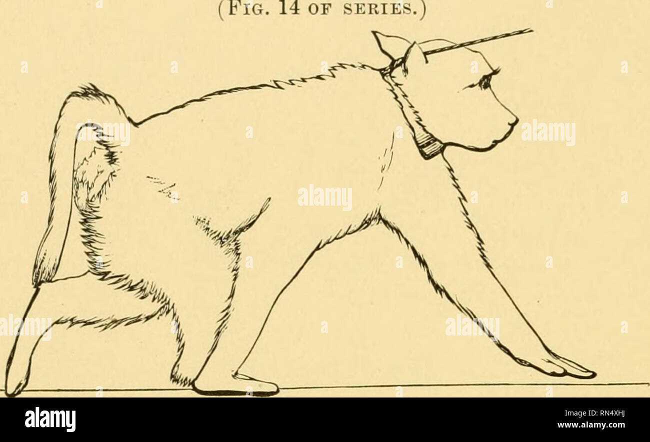 . Locomozione animale : il Muybridge lavoro presso la University of Pennsylvania : il metodo e il risultato. Muybridge, Eadweard, 1830-1904; cavalli; Locomozione animale; la fotografia istantanea. 78 materiali per un ricordo di questa posizione è maintaiued in Fig. 14. Fig. 14 è una ripetizione di Fig. 1, e il modello STRIDE è completa. Il portamento è spostata a sinistra lateral nelle figg. 15 e 16. Fig. 14 op serie.). Figg. 13 e 14 può essere confrontato con il vantaggio di figg. 3 e 4,13 e 14 del procione (serie 744). I piedi sono relativamente nella stessa posizione. In il babbuino la linea dorsale cambia poco al Foto Stock