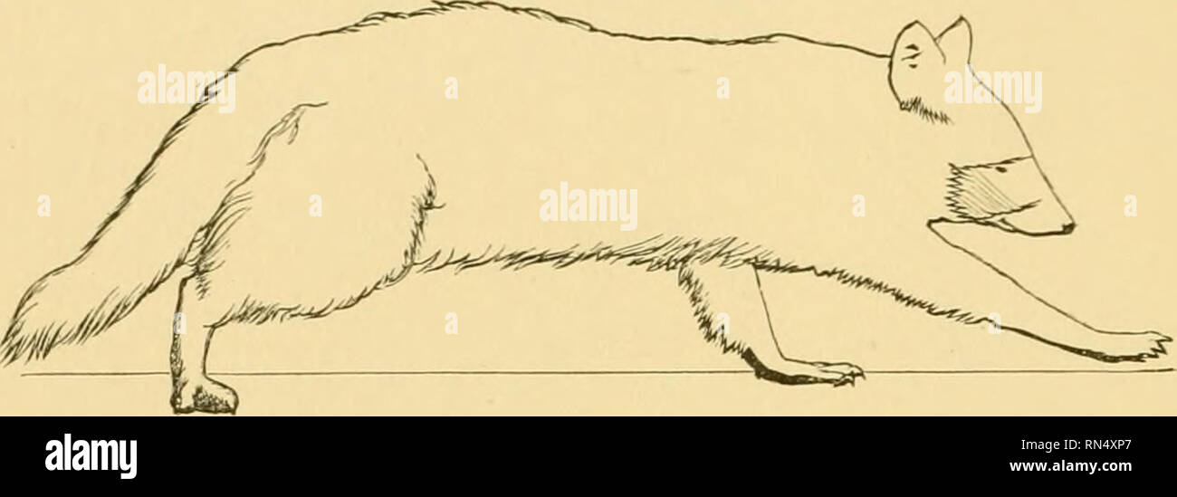 . Locomozione animale : il Muybridge lavoro presso la University of Pennsylvania : il metodo e il risultato. Muybridge, Eadweard, 1830-1904; cavalli; Locomozione animale; la fotografia istantanea. 74 MATERIALI PER UN MEMOIR ON in Fig. 19 l'animale è in diagonale lieterochiry, nella quale posizione il diritto zampa posteriore indica la quinta punta nell'asse della gamba, e fortemente rapiti dal quarto. (Fig. 19 o serie.). In Fig. 20 è nuovamente synchiral, ribalta coppia ora assumendo il compito di sostenere il corpo. La ribalta gli arti sono quasi agli estremi del movimento avanti e indietro. La suola della fo Foto Stock