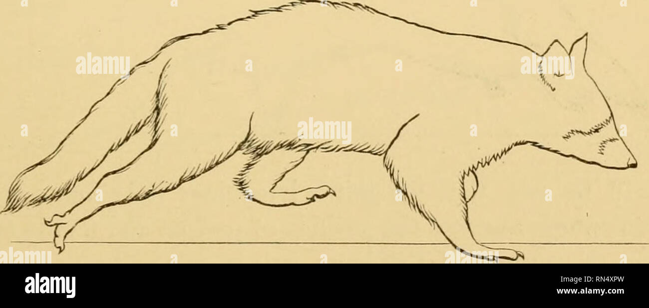 . Locomozione animale : il Muybridge lavoro presso la University of Pennsylvania : il metodo e il risultato. Muybridge, Eadweard, 1830-1904; cavalli; Locomozione animale; la fotografia istantanea. (Fig. 1"2 di serie.). heterochiry diagonale è realizzato nelle figg. 13,14 (che sono ripetizioni di figg. 1, 2, 3), e uno stride è completata. L'animale ora altera la sua andatura da heterochiry synchiry a. Fig. 15 è la forma di transizione. In Fig. 16 La modifica è stata completata e l'animale è sostenuta da soli da entrambe le zampe posteriori. Egli mantiene questa posizione in Fig. 17, ma è ancora in una fase di transizione sotto forma di th Foto Stock