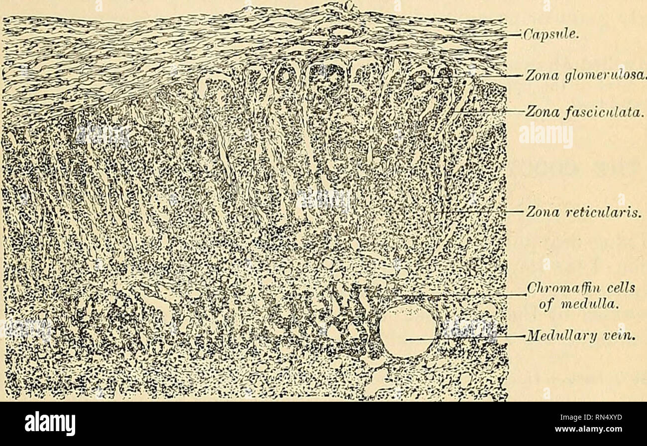 Anatomia Descrittivo E Applicata Anatomia Le Ghiandole Surrenali O Capsule Surrenali 1449 Colore Giallo La Sostanza