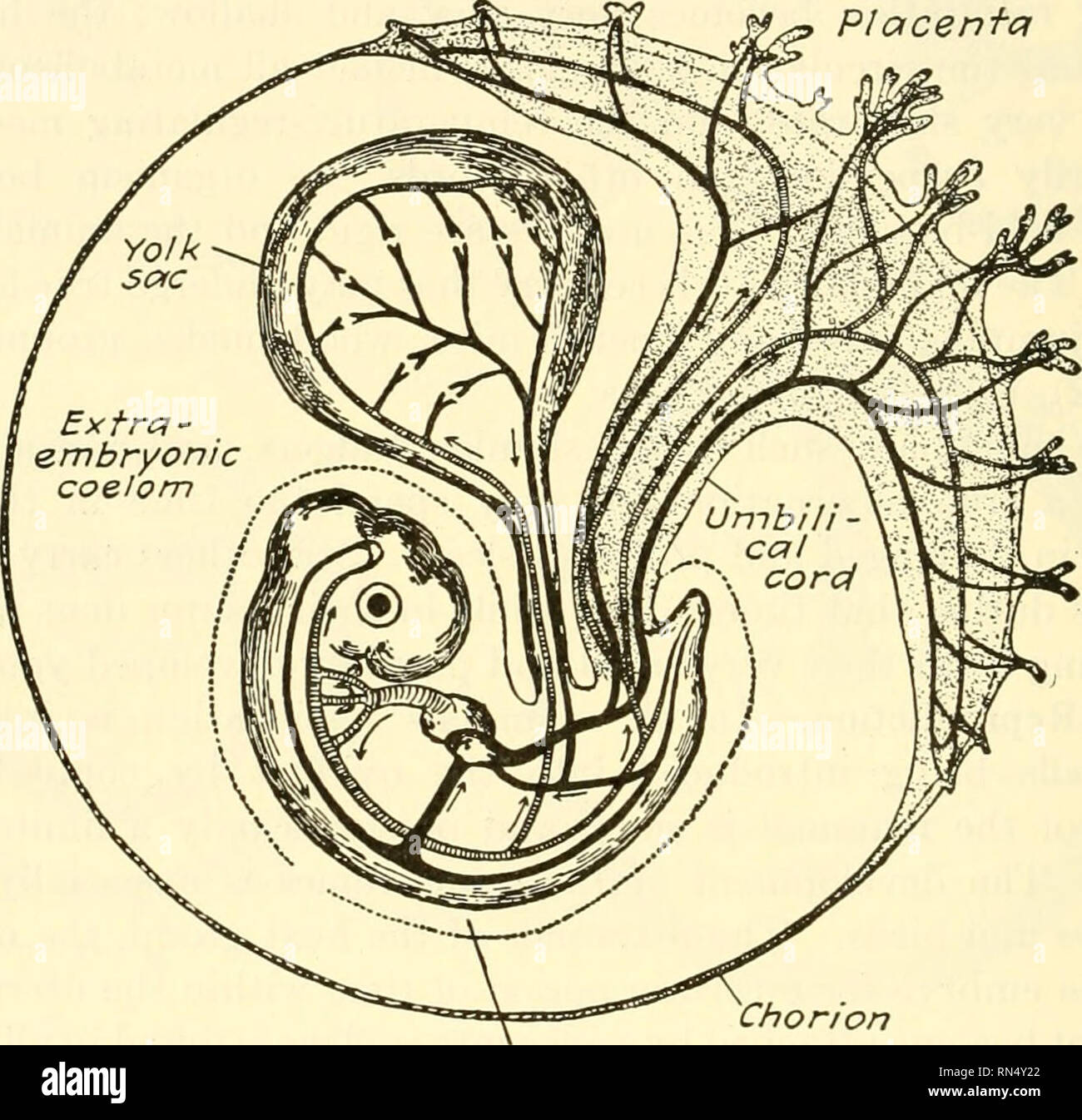 . Biologia animale. Zoologia; biologia. 446 METAZOAN PHYLA può essere chiamato un tipico embryogeny mammiferi la massa cellulare interna diventa separato in due porzioni. Nella parte superiore si sviluppa una cavità amniotica, mentre nella parte inferiore è ricavata una archenteron. La cavità amniotica è rivestito con ectoderm, il archenteron con ento- derm e dalle cellule tra è formato il mesoderma. Dal archenteron un sacco vitellino sviluppa, che tuttavia non contengono tuorlo. Ora lo sviluppo di un embrione procede in molto il modo stesso come nello sviluppo di un meroblastic cellula uovo. Il entoderm per Foto Stock