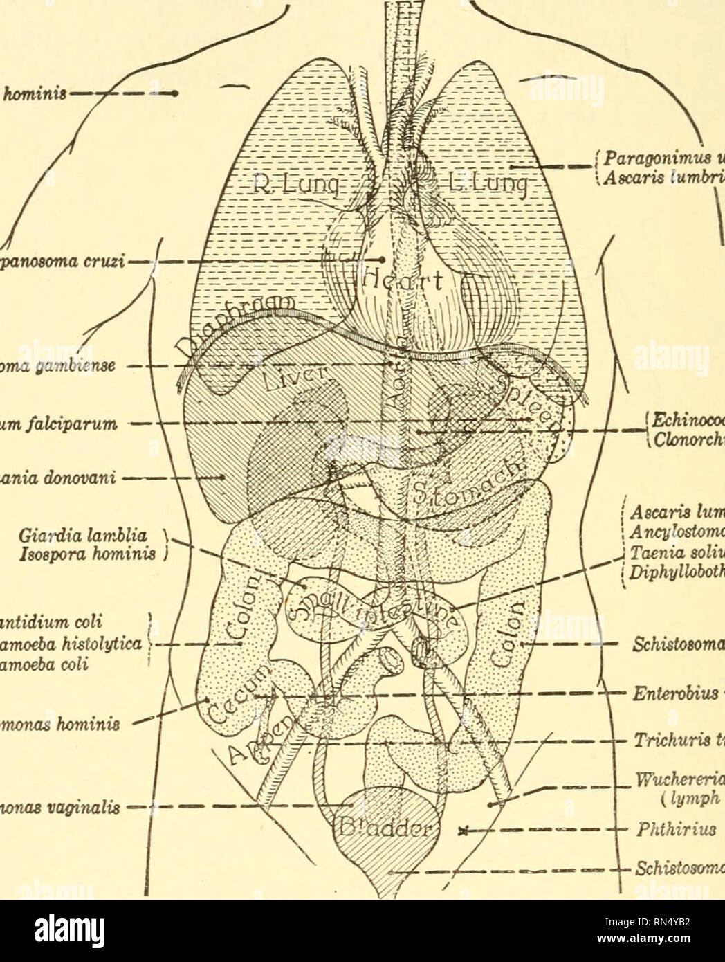 . Biologia animale. Biologia; Zoologia; fisiologia. 396 Biologia animale il fegato adulto Fluke è un worm di circa un pollice lungo che vive nei dotti biliari del fegato di ovini, bovini, maiali, ecc., e di tanto in tanto nell'uomo. È ermafrodita, ogni singolo pos- sessing sia maschio che femmina organi riproduttivi, e nella sua iso- affini posizione è quasi continuamente la produzione di uova fecondate. In effetti, uno Fluke può liberare oltre cinquecento mila uova Sarcocystis hominit -y£- -* [Paragonimus loestermani Ascaris lumbricoides (larva). Trypanosoma cruzi Trypanosoma gambiense - Plasmodium falciparum Foto Stock