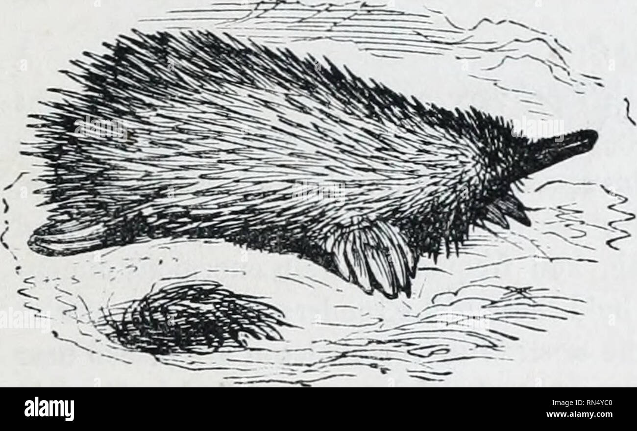 . Il regno animale : disposti dopo la sua organizzazione; formare una storia naturale di animali, e un'introduzione alla anatomia comparata. Zoologia. Ordinare 6. EDENTATA. 115 o ovipari.* La singolarità del loro scheletro non sono meno notevole; vi è una sorta di clavicola comuni a entrambi gli spallamenti, posta prima della clavicola ordinaria, e analoga a quella furcula degli uccelli. Infine, oltre a cinque artigli su ogni piede i maschi hanno un peculiare sperone sul hind, perforata da un canale che trasmette un liquido secreto dalla ghiandola situata sulla superficie interna della coscia : si tratta di assert Foto Stock