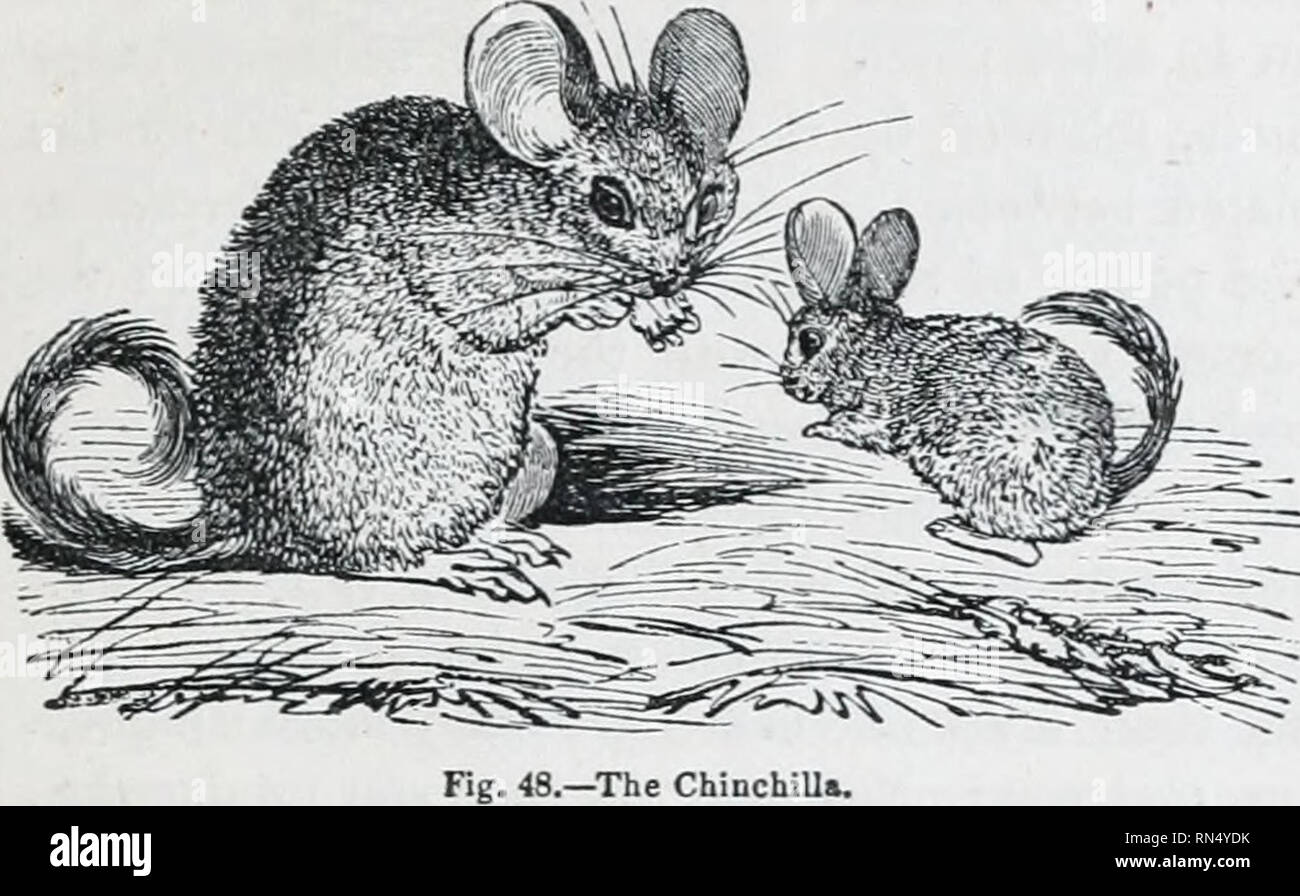 . Il regno animale : disposti dopo la sua organizzazione; formare una storia naturale di animali, e un'introduzione alla anatomia comparata. Zoologia. Ordinare 5. RODENTIA. 109. Una specie unica ben determinata, il mento- chilla del furriers (ca. lanigera, Ben.), cele- brated per la delicata finezza della sua pelliccia. Essa abita il Chilian e Ande peruviane. In qualche modo alleate a quanto precede, è un altro piccolo gruppo di South American roditori, con anche quattro sradicate molari di dimensioni uguali al di sopra e al di sotto, ad eccezione di una sola istanza ^= {Abrocoma),-v;heT&amp; l'inferiore assomigliano a quelle di un'Arvicola; t Foto Stock