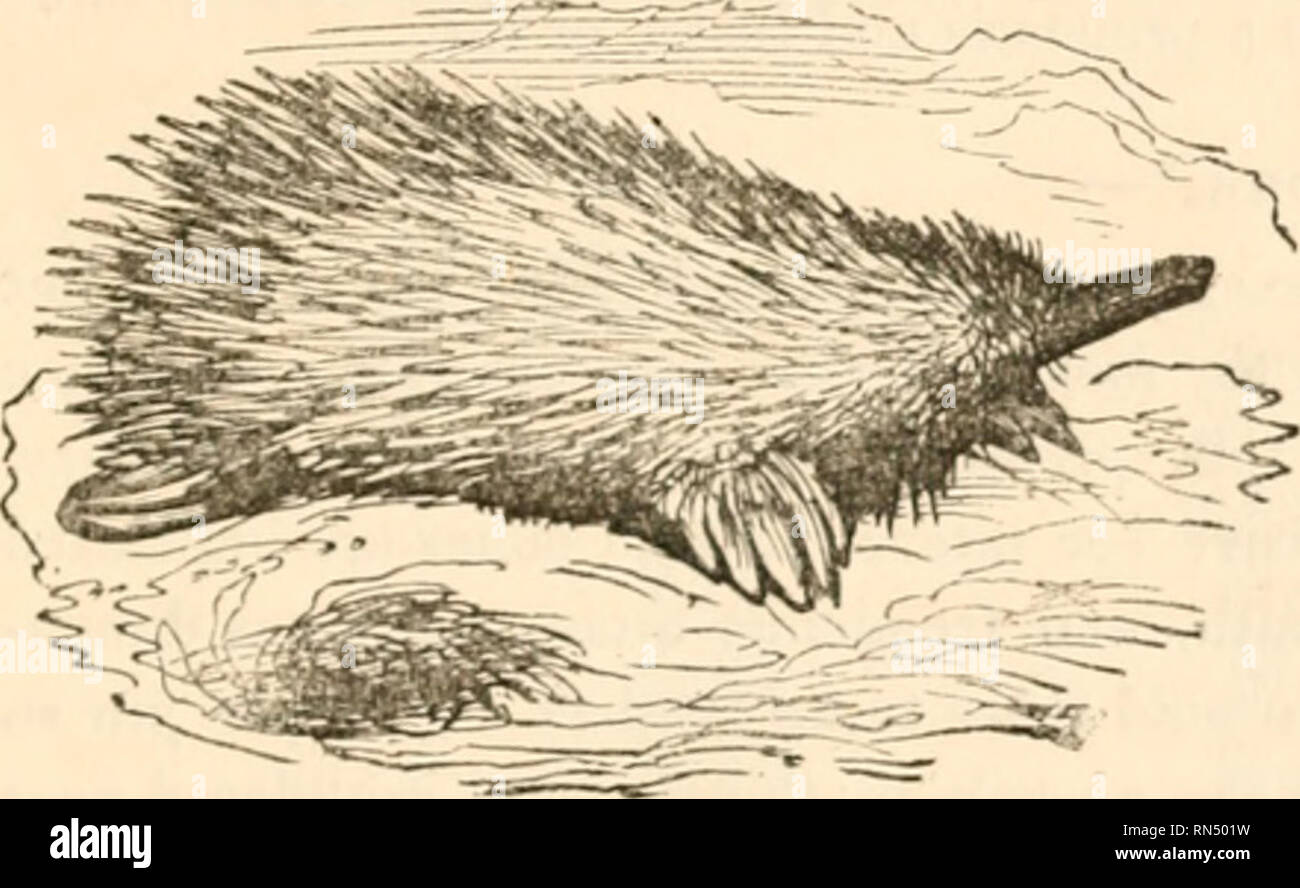 . Il regno animale, disposto dopo la sua organizzazione, formando una storia naturale di animali, e un'introduzione alla anatomia comparata. Zoologia. EDENTATA. 1-7 o ovipari.* La singolarità del loro scheletro non sono meno notevole ; che vi sia una sorta di clavicola comuni a entrambi gli spallamenti, posta prima della clavicola ordinaria, e analoga a quella furcula degli uccelli. Infine, oltre a cinque artigli su ogni piede i maschi hanno un peculiare sperone sul hind, perforata da un canale che trasmette un liquido secreto dalla ghiandola situata sulla superficie interna della coscia : si è asserito che t Foto Stock