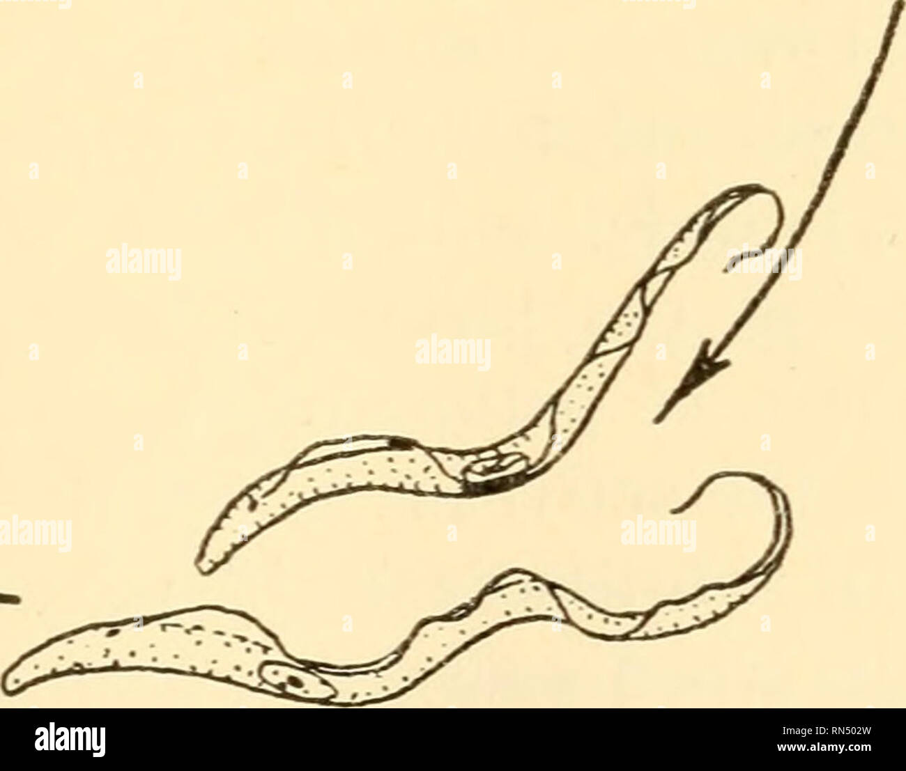 . Biologia animale. Biologia; Zoologia; fisiologia. Forme a metà gut (43 ore dopo il pasto infettive) Kewly arrivati forma nella ghiandola salivare (XII al xx giorni). Lunghe e sottili forme in proventrlculus (circa X al XV giorni) Fig. 224. - Vita la storia della Trypanosome, tripanosoma gambiense, che produce la malattia del sonno africana nell'uomo. Ingrandite circa 1500 volte. (Modificato, dopo Chandler.). Si prega di notare che queste immagini vengono estratte dalla pagina sottoposta a scansione di immagini che possono essere state migliorate digitalmente per la leggibilità - Colorazione e aspetto di queste illustrazioni potrebbero non perfettamente assomigliano al orig Foto Stock