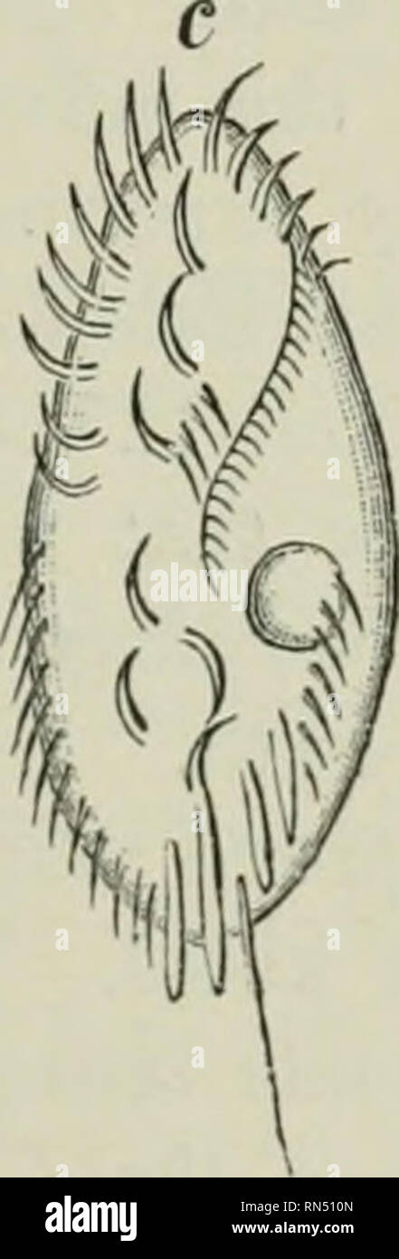 . La vita degli animali come influenzata dalle condizioni naturali di esistenza. Ecologia animale. Fig. 28.-Il Infusoria osservate da Rossbach. a, Chilodon cueuUulus; b, Euplctes Caronte ; c, Stylonychia pustululu. Fortemente ingrandita. ing della temperatura a 5° al di sopra del punto di congelamento (5° centigradi) ha tutto un altro effetto sulle diverse specie; così, a questa bassa temperatura la vescicola di Chilodon contratti cuctdhilus sette volte in un minuto, che di Stylonychia pustulata solo tre volte, mentre a 15° ci sono quindici pulsazioni al minuto in ciascuna. A 10° al di sopra di zero * la lunghezza di una pulsazione nel * Z Foto Stock