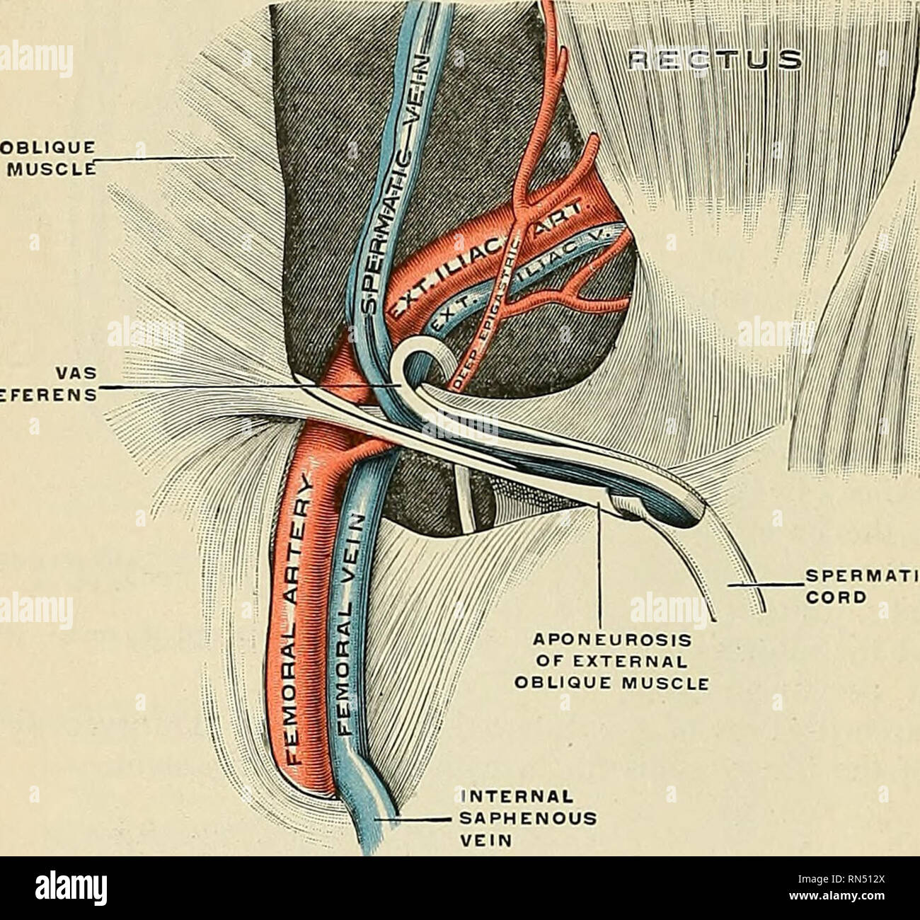 Anatomia, descrittivo e applicata. Anatomia. 1376 L'ORGANI URINOQEXITAL  convergono, alla parte posteriore del testicolo. Nella parete addominale la  corda passa obliquamente lungo il canale inguinale giacente in un primo  momento al