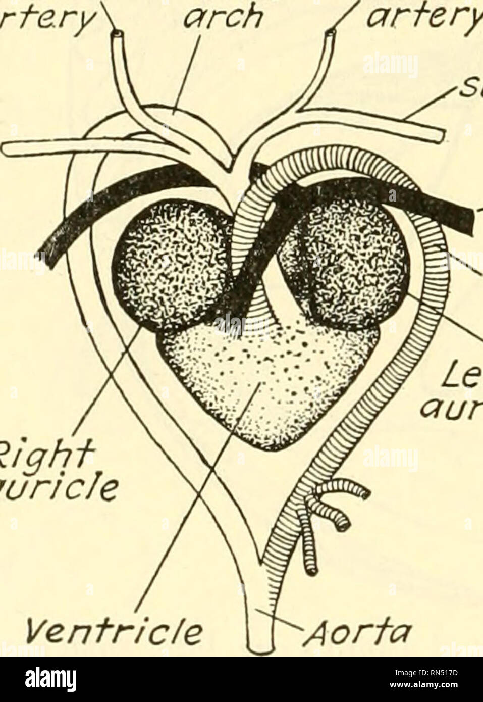 . Biologia animale. Zoologia; biologia. Capitolo LVII Classe Reptilia tutti i rettili possiedono tre regioni del corpo-capo, del tronco e coda. Generalmente vi è una sufficiente strozzatura dietro la testa a formare un collo. Il corpo tipico di rivestimento è costituito dalla sovrapposizione di scale epidermica che formano un rivestimento duro di e-mail, proteggere il corpo contro l'essiccazione e anche contro le lesioni da ordinari contatti meccanici. Ben sviluppati gli occhi sono presenti, protetti da coperchi in tutti i moduli tranne i serpenti; due narici sono situati verso la fine del muso; e dietro a destra ccfroh'd'arteria aorta di destra. Ca a sinistra Foto Stock