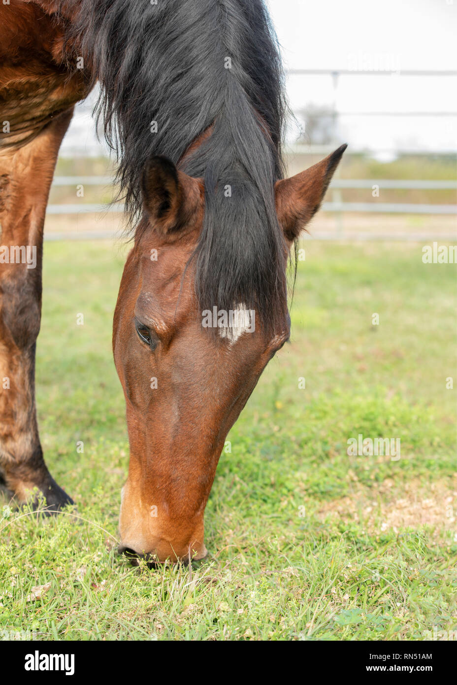 Bay horse mangiare erba. Corpo parziale shot, prevalentemente di testa. Foto Stock