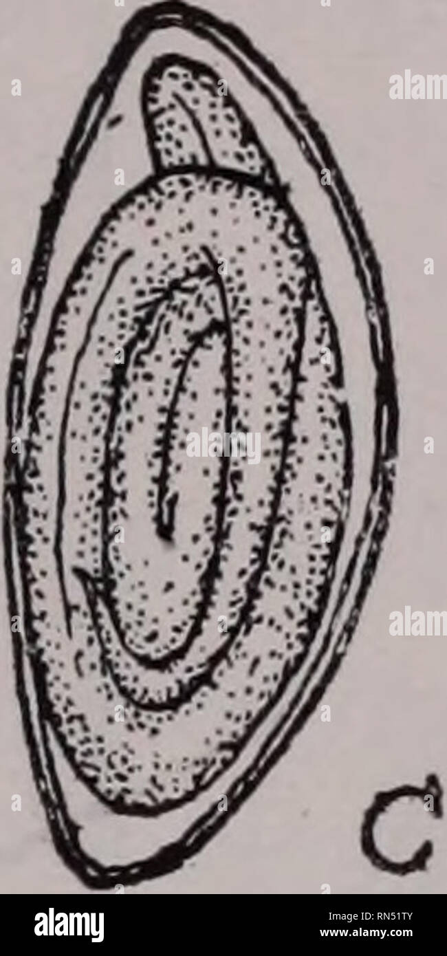 . Parassiti animali e malattia umana. Insetti vettori; parassiti; malattie parassitarie; medico di parassitologia; insetti come vettori della malattia. Fig. 112. Sviluppo precoce di pinworm, Oxyuris vermicularis. Un, nuova posa contenenti uova tadpole-come larva; B, uova 12 ore più tardi con neraatode-come larva; C, uovo con completamente sviluppato embrione; D, recentemente Embrione schiuso. X 500. (A e B dopo Braun; C e D dopo Leuckart.) ha notato altrove pinworms sono creduti per essere a volte e forse spesso la causa originaria di lesioni nell'ap- pendice che culminano nell'appendicite. Il prurito intenso whic Foto Stock