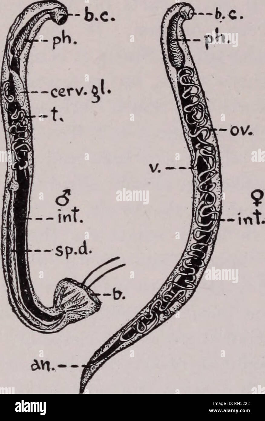 . Parassiti animali e malattia umana. Insetti vettori; parassiti; malattie parassitarie; medico di parassitologia; insetti come vettori della malattia. 256 HOOKWORMS mondo specie la bocca (Fig. 101 A) è armato con un numero di chitinous denti uncinati che nella specie americane sono sostituiti dal disco creste o labbri (Fig. 101B). Il maschio di vermi sono. U Am. Hookworm ncrh dimensioni del vecchio mondo non Hookworm. sue Fig. 100. American hookworm, Necator americanus, maschio ($) e femmina (9); b.c., cavità buccale; ph., faringe; int., l'intestino; cerv. gl., ghiandola cervicale; t., "Testicolo; sp. d., condotto di sperma; b., bursa ov., Ovar Foto Stock