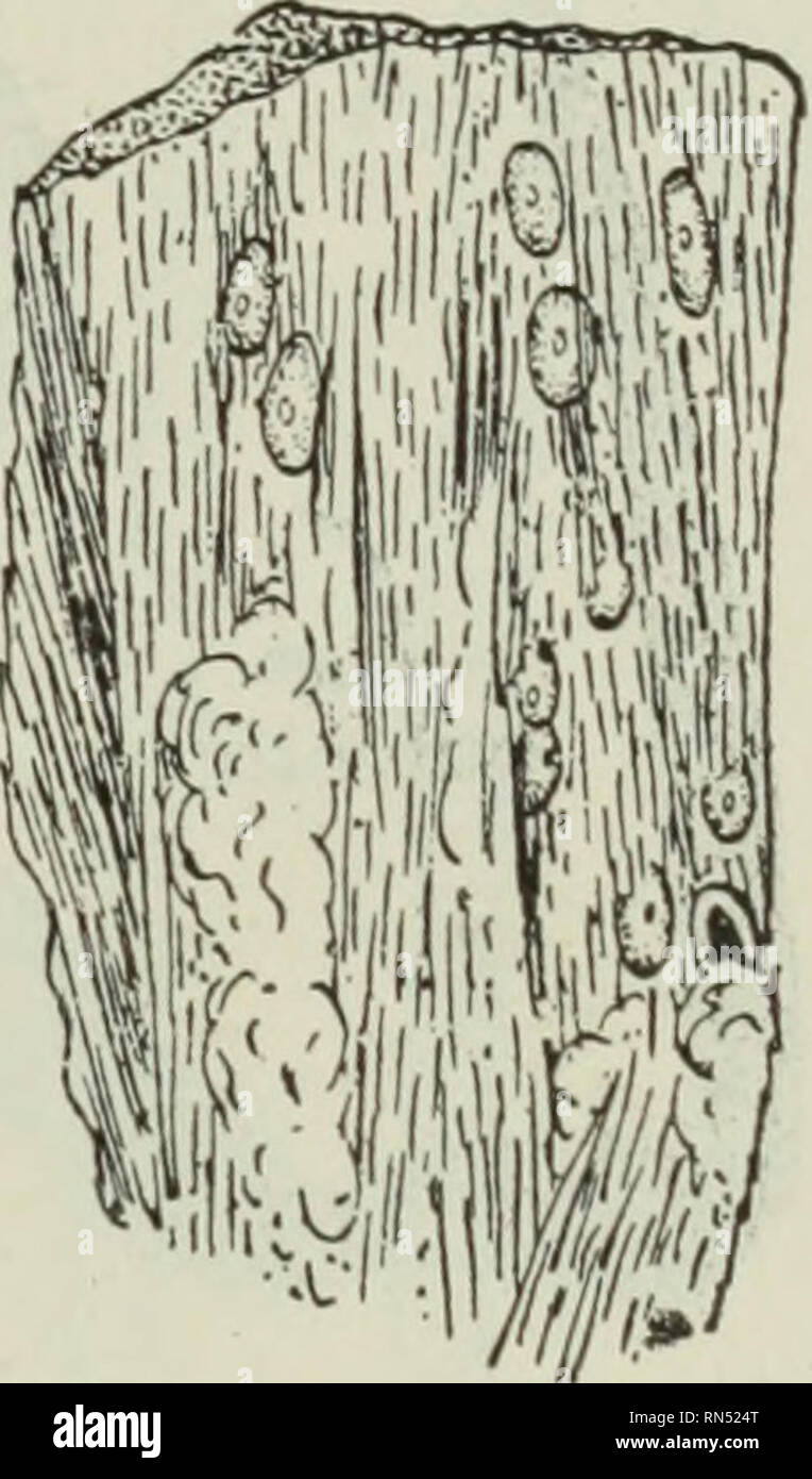 . Parassiti animali e malattia umana. Parassiti; medico di parassitologia; insetti come vettori della malattia. La tenia solium 241 probabile. Il infrequence di questi tenia nelle Filippine dove la bladderworms sono molto comuni in porci è degna di nota. L'adulto tenia solium differisce dal manzo tenia principalmente in forma di scolex, che oltre a quattro ventose è armato con una doppia fila di uncini, disposti su una superficie conica pro- jection o " rostellum " al suo apice (Fig. 82B). I worm sono di solito di minore lunghezza rispetto a manzo tenia, raramente superiore da sei a dieci piedi Foto Stock