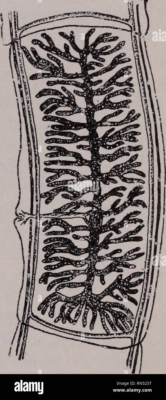 . Parassiti animali e malattia umana. Insetti vettori; parassiti; malattie parassitarie; medico di parassitologia; insetti come vettori della malattia. Carne di manzo tenia 239 Dibothriocephalidse, in cui la testa è piatta e possiede due slitlike ventose (Fig. 87C e D). Quest'ultima famiglia differisce anche dalla Tseniidse in avente le uova con coperchi come quelli della passera nera (Fig. 88A), e senza gli embrioni sviluppati quando viene passato nelle feci. Famiglia Taeniidae manzo tenia. - Le più comuni la tenia umana in più parti del mondo è il manzo tenia, Tcenia saginata. L'adulto di questa specie come avviene nel Foto Stock