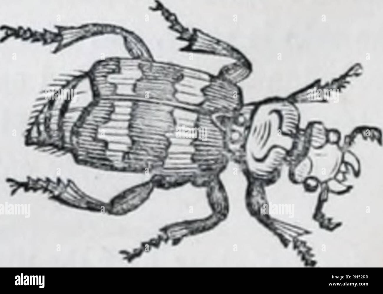 . Il regno animale : disposti dopo la sua organizzazione; formare una storia naturale di animali, e un'introduzione alla anatomia comparata. Zoologia. 516 Div. 3. ARTICULATA-IXSECTA. Classe 3. Ilololepta, Payk., ha il corpo molto appiattito; l'prosternum non è avanzato al di sopra della bocca e quattro tibia posteriore: hanno solo un sinf^Ie fila di spine. Questi insetti si trovano sotto la corteccia di alberi. La larva immaginato da Paykull come quello di uno di questi insetti, appartiene al genere Syrphus o Musca. Ulster è composta da specie avente la prosternum avanzato al di sopra della bocca, con la mascella; Foto Stock