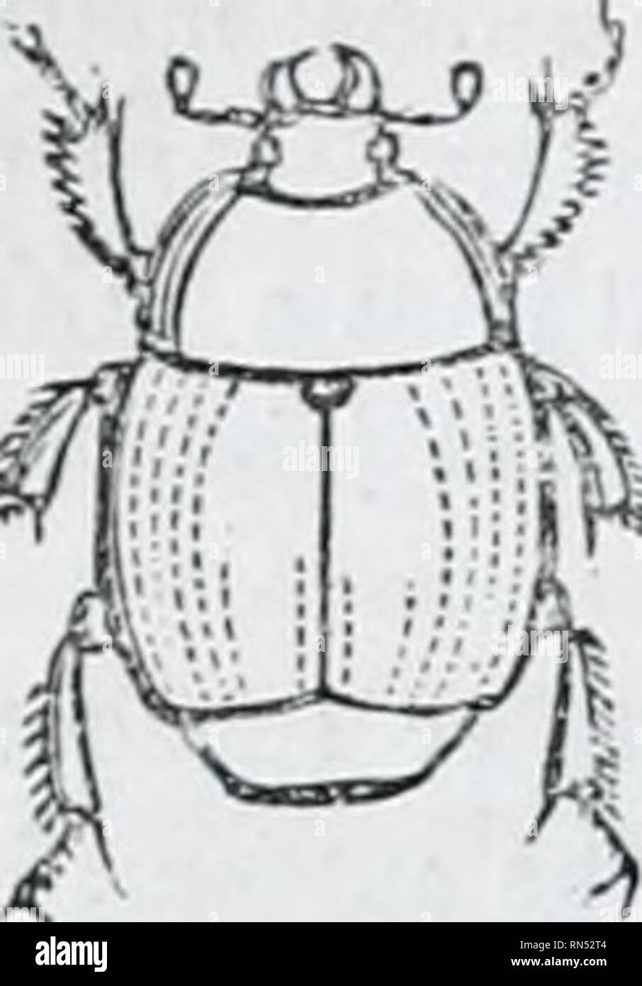 . Il regno animale : disposti dopo la sua organizzazione; formare una storia naturale di animali, e un'introduzione alla anatomia comparata. Zoologia. 516 Div. 3. ARTICULATA-IXSECTA. Classe 3. Ilololepta, Payk., ha il corpo molto appiattito; l'prosternum non è avanzato al di sopra della bocca e quattro tibia posteriore: hanno solo un sinf^Ie fila di spine. Questi insetti si trovano sotto la corteccia di alberi. La larva immaginato da Paykull come quello di uno di questi insetti, appartiene al genere Syrphus o Musca. Ulster è composta da specie avente la prosternum avanzato al di sopra della bocca, con la mascella; Foto Stock