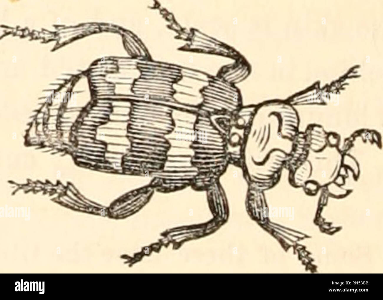 . Il regno animale, disposto dopo la sua organizzazione, formando una storia naturale di animali, e un'introduzione alla anatomia comparata. Zoologia. Fig. 62.-hitter nnicolor. Hololepta, Payk., ha il corpo molto appiattito; il pro-sterno non è avanzato al di sopra della bocca e quattro tibiae posteriore hanno una sola fila di spine. Questi insetti si trovano sotto la corteccia di alberi. La larva immaginato da Paykull come quello di uno di questi insetti, appartiene al genere Syrphus o Musca. Hister è composta da specie avente la presternum avanzato al di sopra della bocca, con l'maxillae terminato da una s Foto Stock