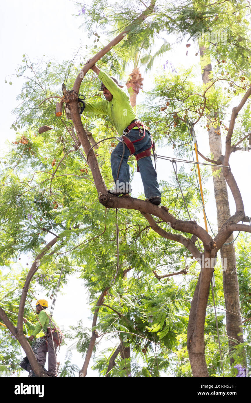 Lavoratore nella struttura ad albero il taglio di rami, su Hollywood Blvd a Los Angeles, California. Foto Stock