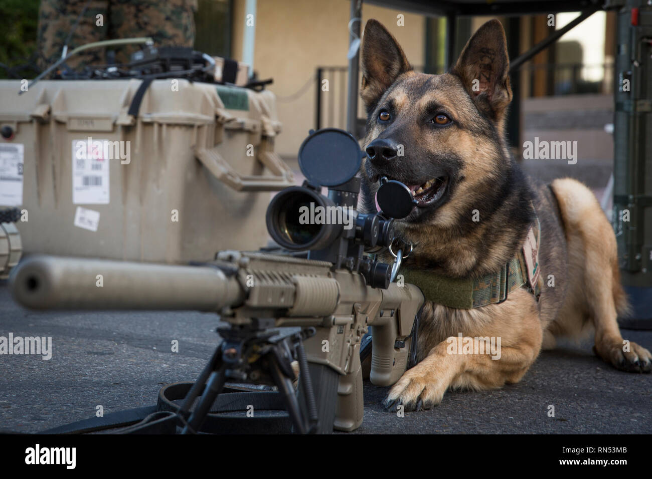 Stati Uniti Marine Corps militari di cane da lavoro Ken visiti l'eliminazione degli ordigni esplosivi stand durante Yuma apprezzamento militare giorno nel centro storico di Yuma nel febbraio 16, 2019. Apprezzamento militare di giorno è tenuto a dimostrare l' importanza della relazione tra la città di Yuma e il nostro servizio i membri e i veterani. (U.S. Marine Corps foto di Sgt. Allison Lotz) Foto Stock