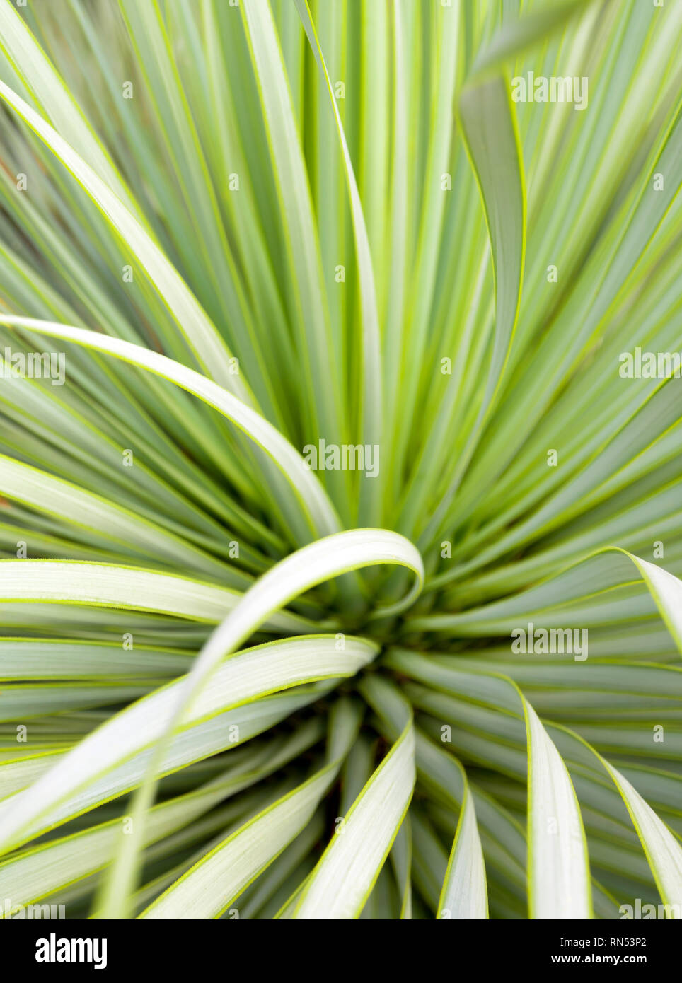 Morbidi e sottili foglie di Agave piante succulente, Agave Yucca Linearis, foglie di freschezza con spina di Linear-Leaf Yucca Foto Stock