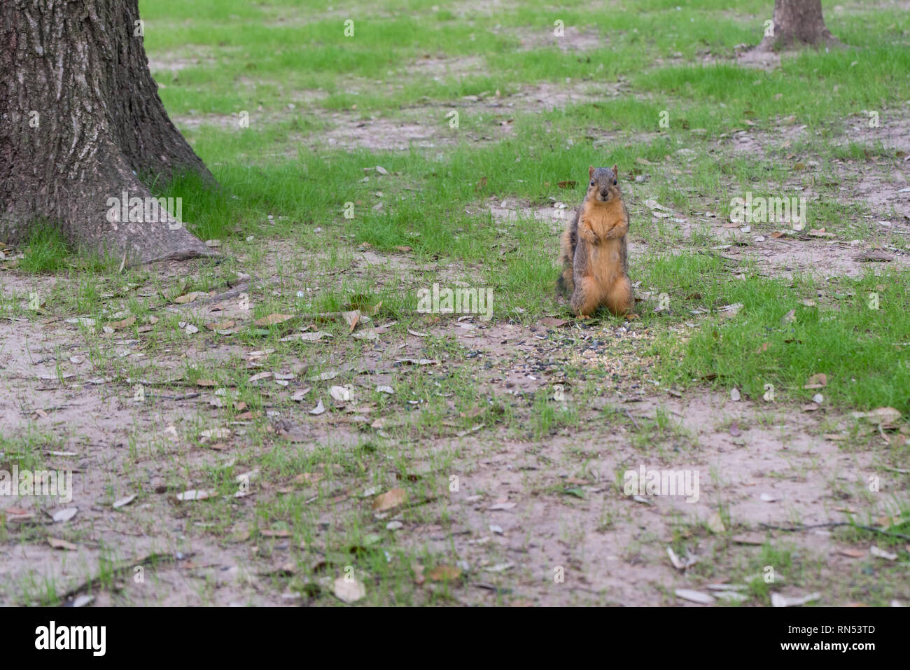 Piccolo Squirel in piedi su due piedi e guardando verso la telecamera Foto Stock