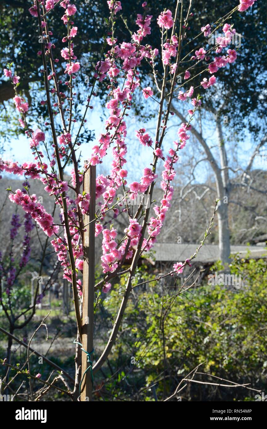 I giovani di fiori di ciliegio albero in fiore a Descanso Gardens in La Cañada Flintridge. Foto Stock
