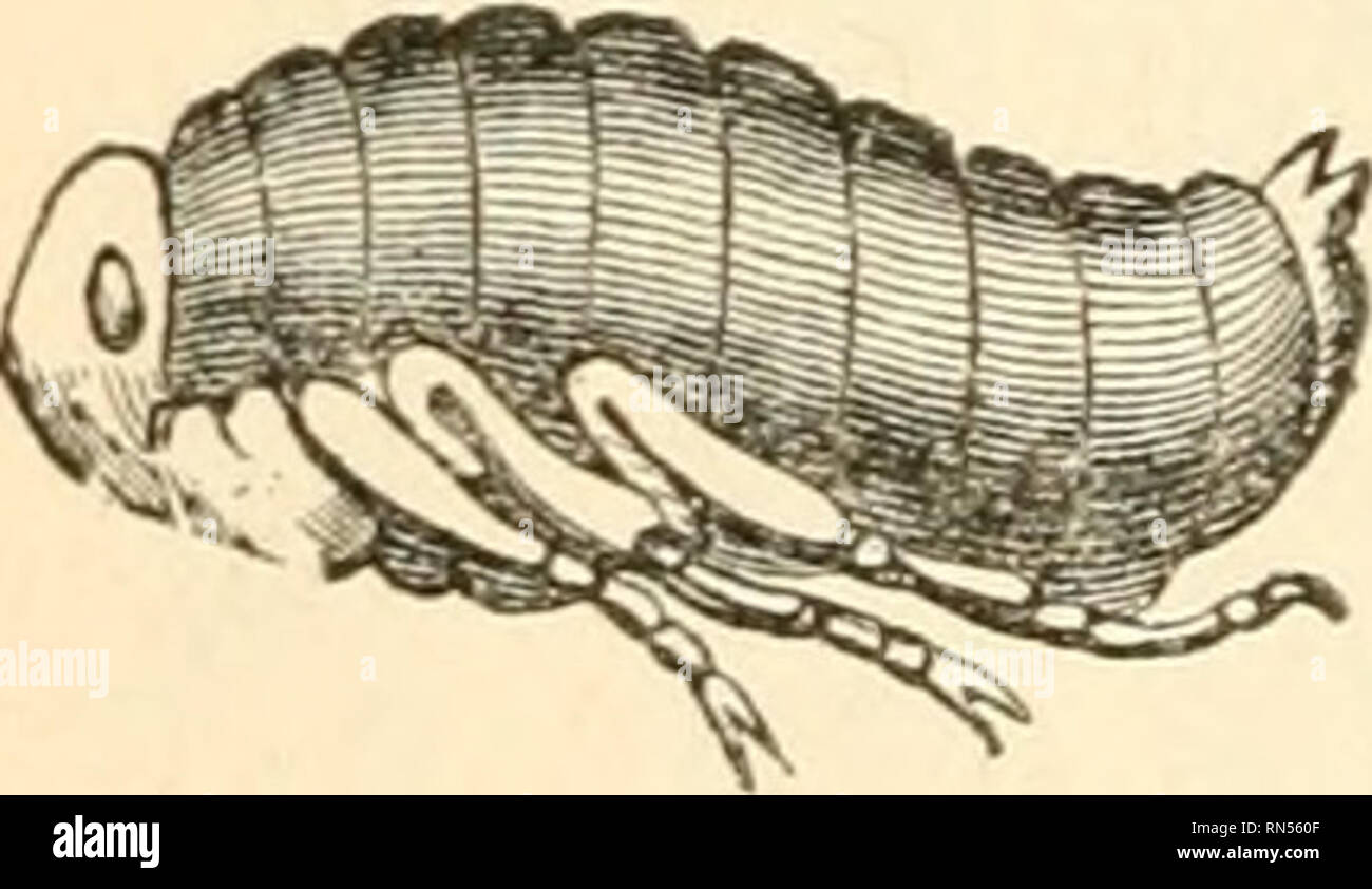 . La creazione animale: un popolare introduzione alla zoologia. Zoologia. . Si prega di notare che queste immagini vengono estratte dalla pagina sottoposta a scansione di immagini che possono essere state migliorate digitalmente per la leggibilità - Colorazione e aspetto di queste illustrazioni potrebbero non perfettamente assomigliano al lavoro originale. Jones, Thomas Rymer, 1810-1880. Londra : Società per la promozione della conoscenza Foto Stock