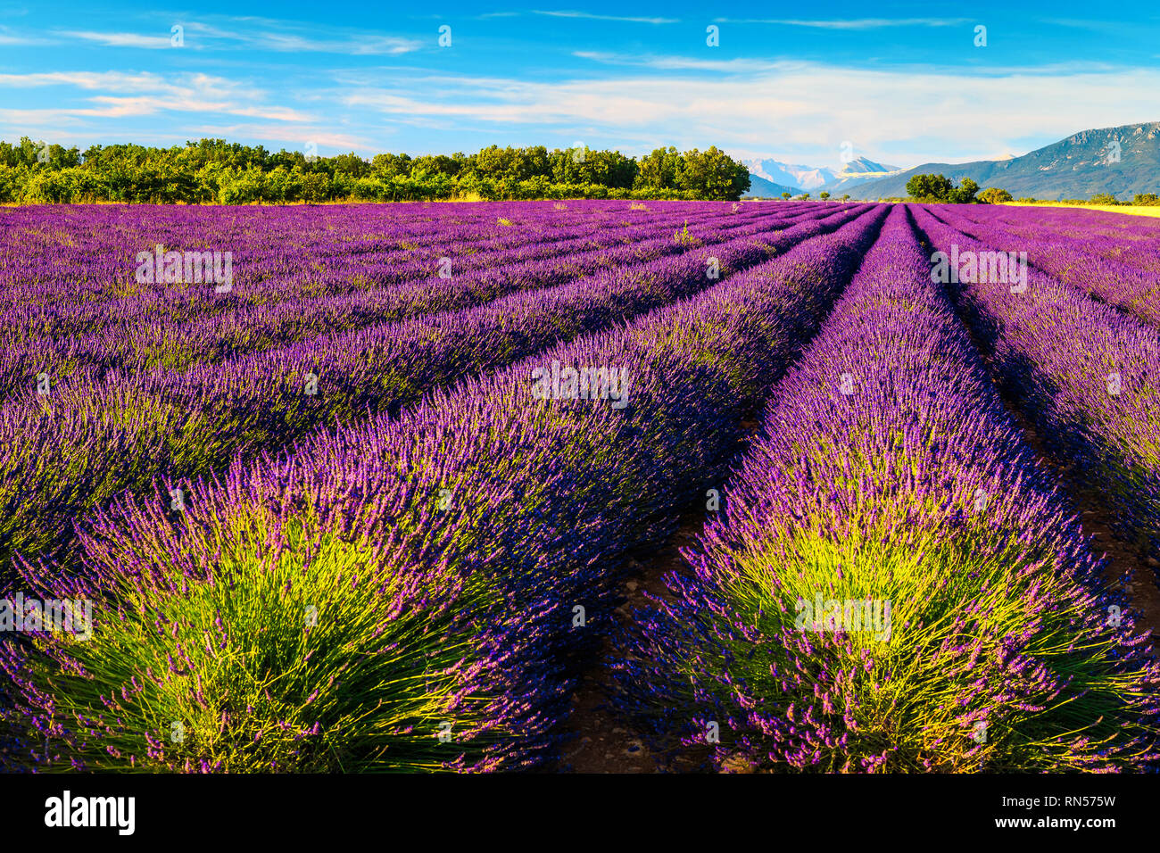 Fantastica natura paesaggio con viola i campi di lavanda e cielo blu, Valensole, regione della Provenza, Francia, Europa Foto Stock