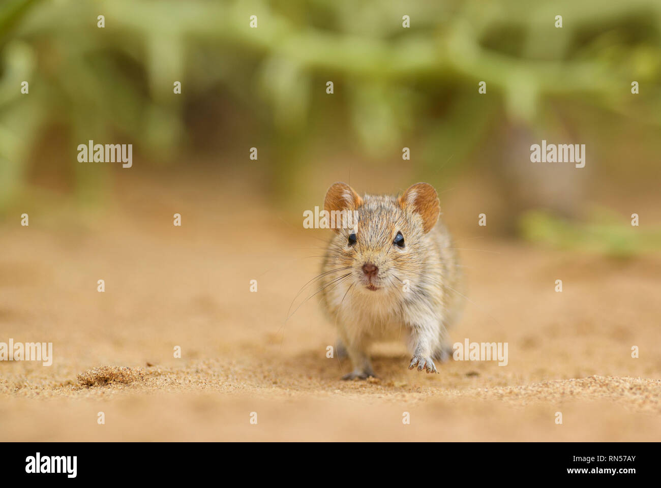 Quattro strisce di erba - Mouse Rhabdomys pumilio, bello piccolo roditore di boccole africana e deserti a Walvis Bay, Namib Desert, Namibia. Foto Stock