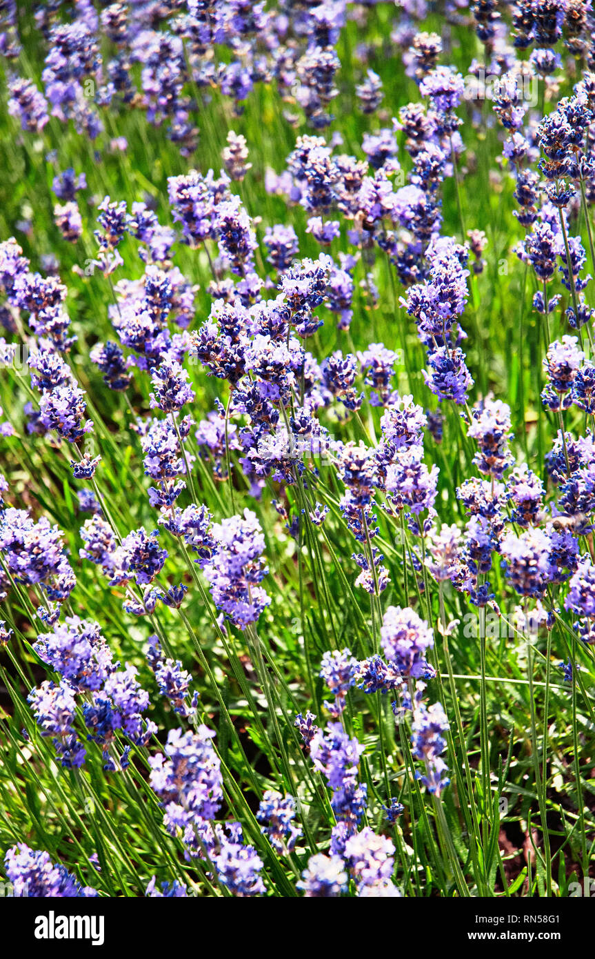 Primo piano di un bellissimo fiore lavanda campo situato in Provenza, Francia. Foto Stock