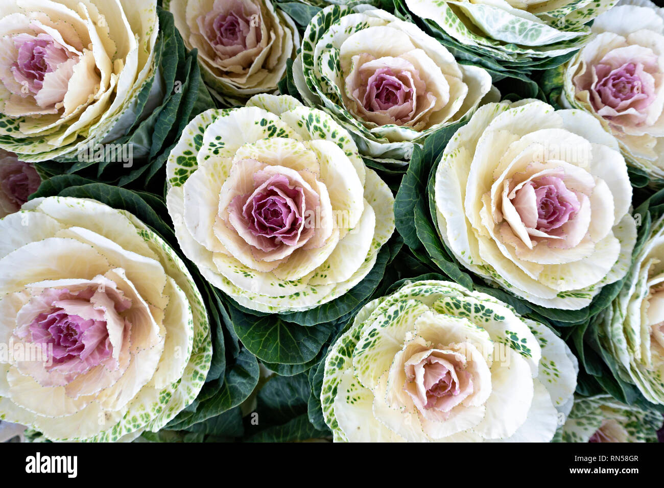 Viola o cavolo Brassica oleracea. Naturali vegetali ornamentali. Sfondo vegetale Foto Stock