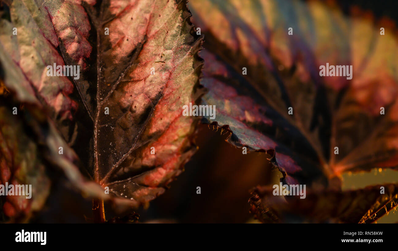 Begonia close up Foto Stock